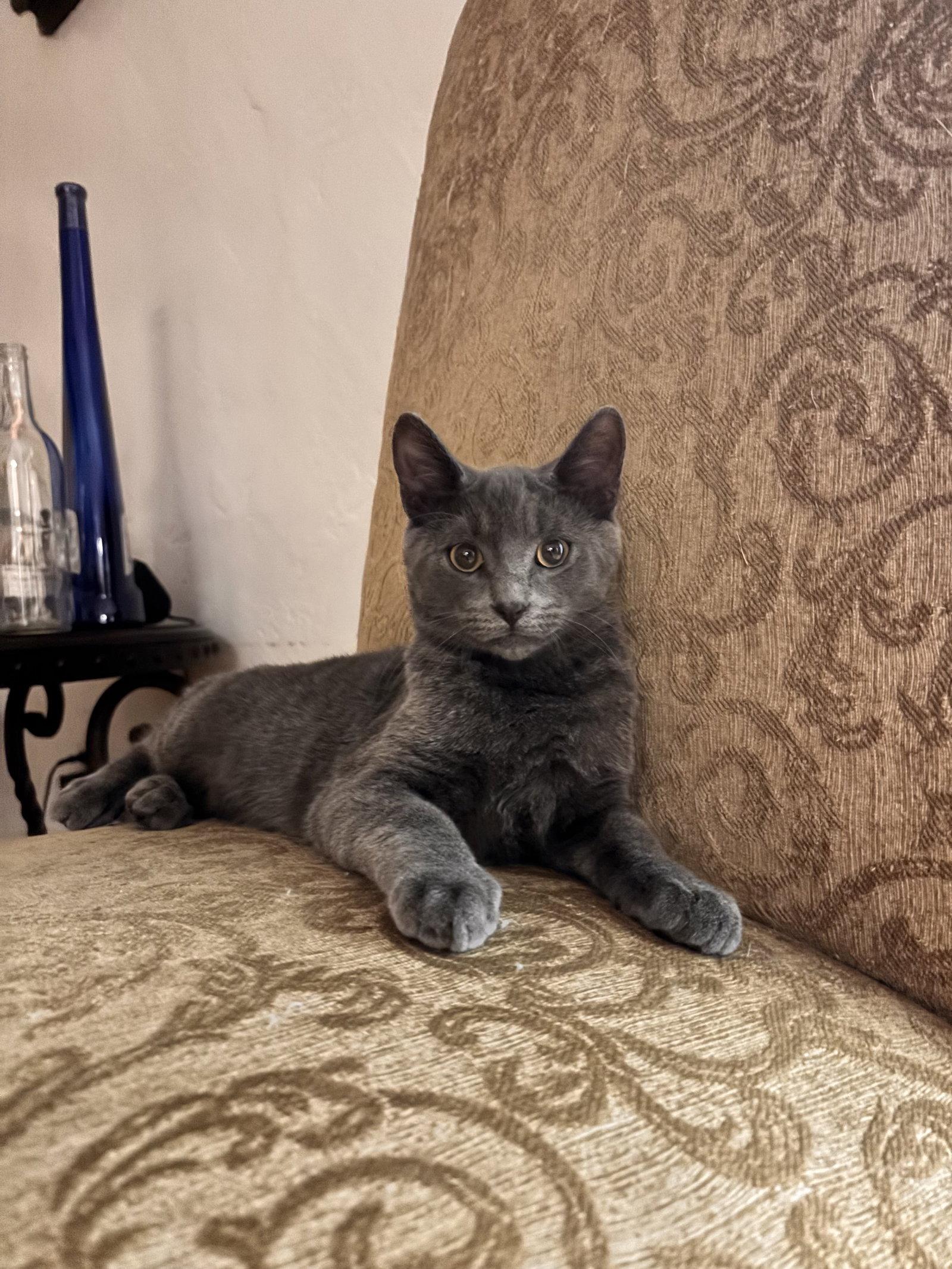 Enlarge Luke Skywalker ( EE), a Adoptable Russian Blue in Napa, CA image 1/1