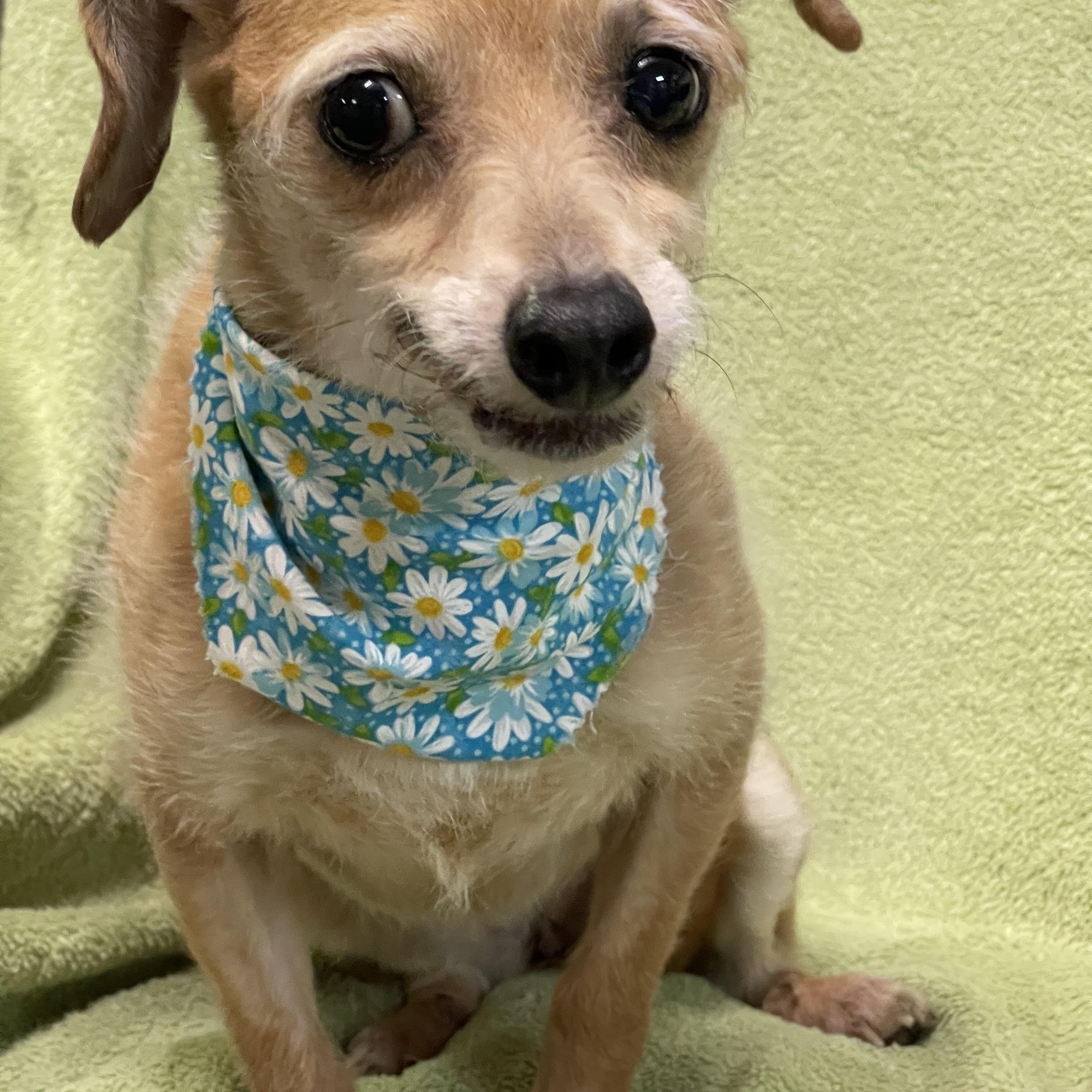 AUDREY, adoptable, Adult Female Cairn Terrier.