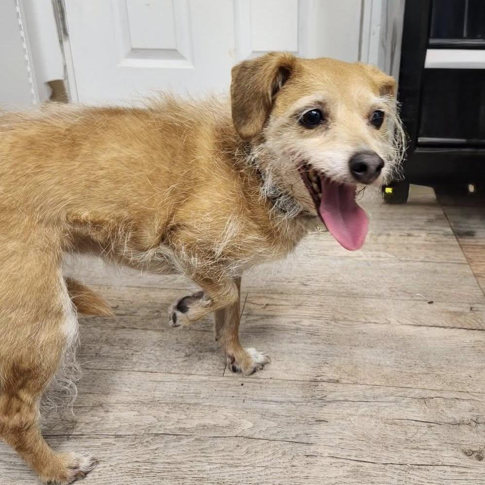 Enlarge AUDREY, an adoptable mixed breed in Graham, WA image 3/5