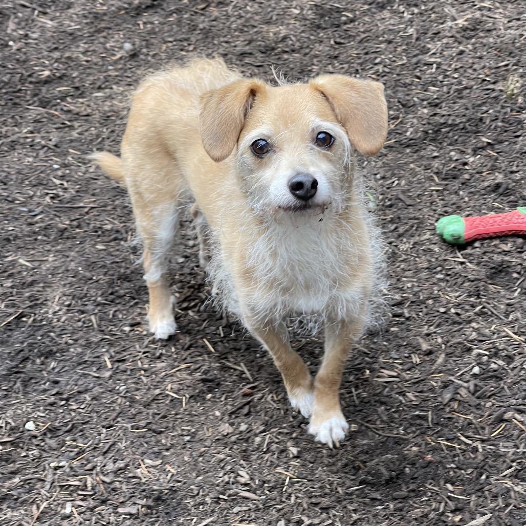 Enlarge AUDREY, an adoptable mixed breed in Graham, WA image 5/5