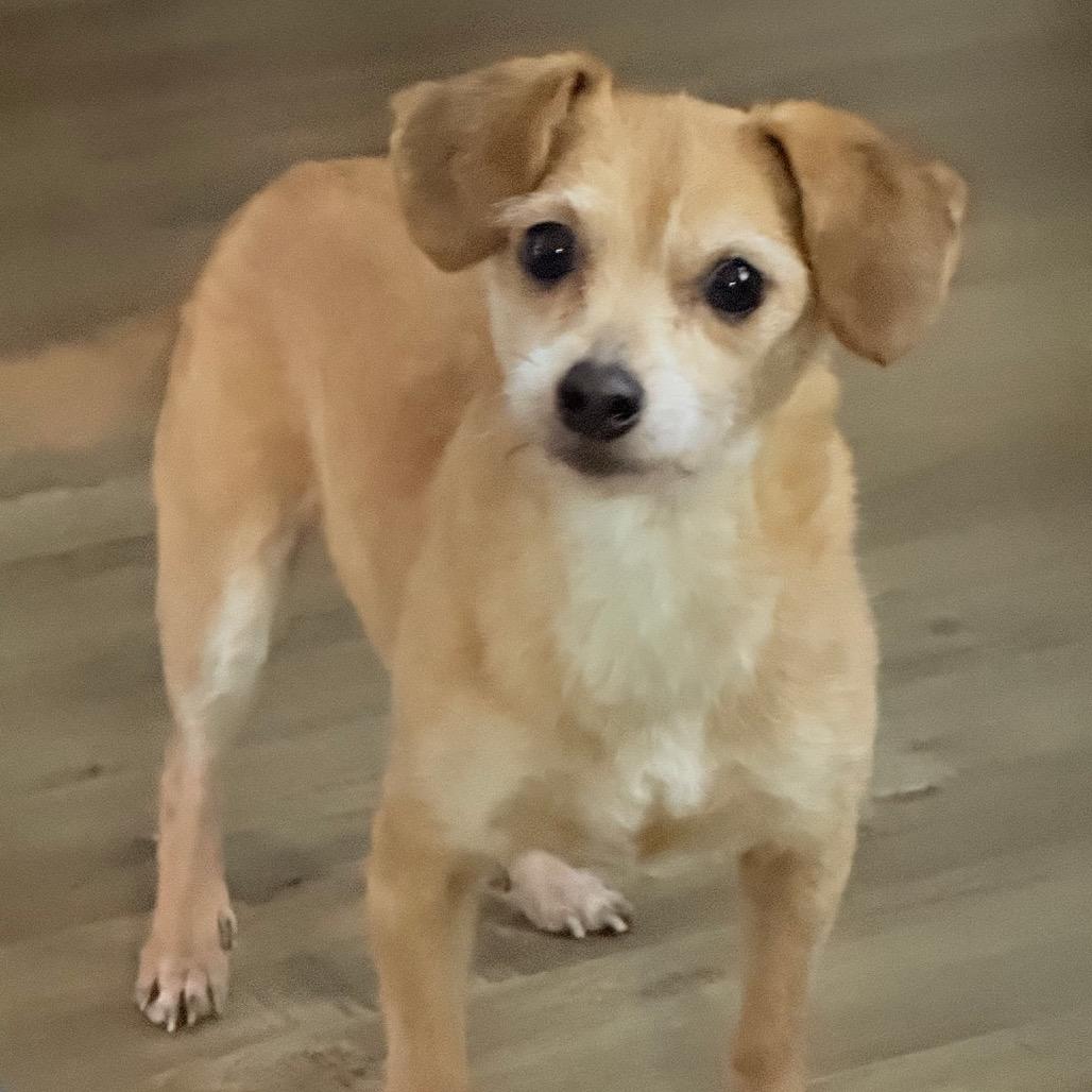 Enlarge AUDREY, an adoptable mixed breed in Graham, WA image 2/6