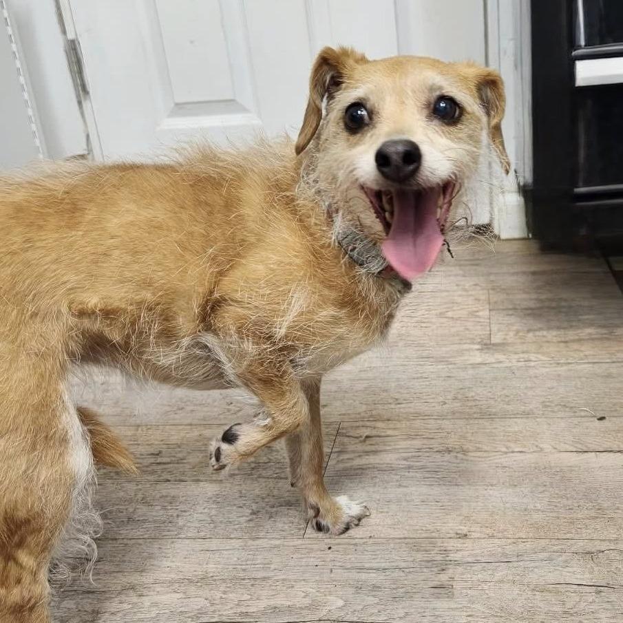 Enlarge AUDREY, an adoptable mixed breed in Graham, WA image 2/5