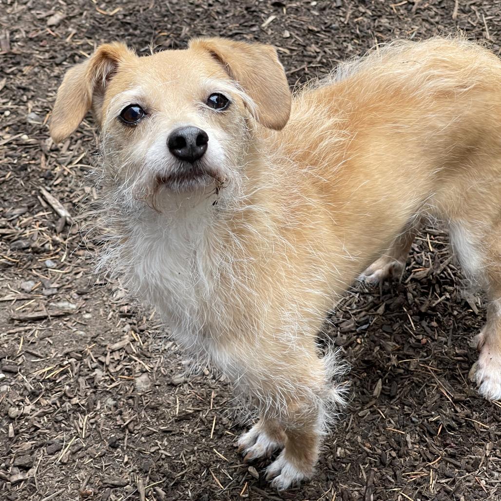 AUDREY, adoptable, Adult Female Cairn Terrier.