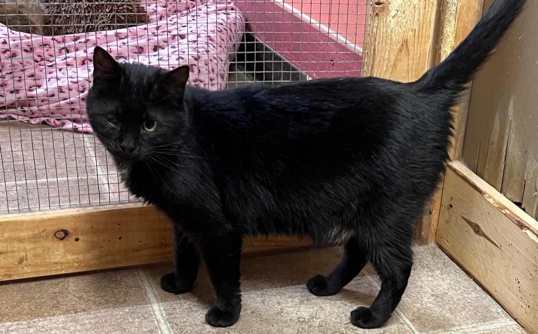 Shania Twainnn - special needs, a Adoptable American Shorthair in Yellville, AR image 1/6