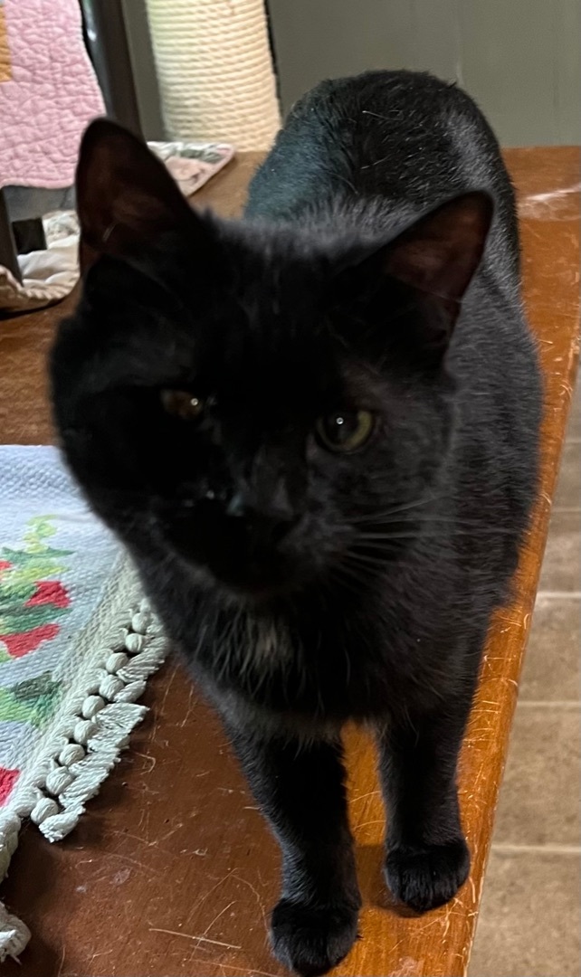 Shania Twainnn - special needs, a Adoptable American Shorthair in Yellville, AR image 2/6