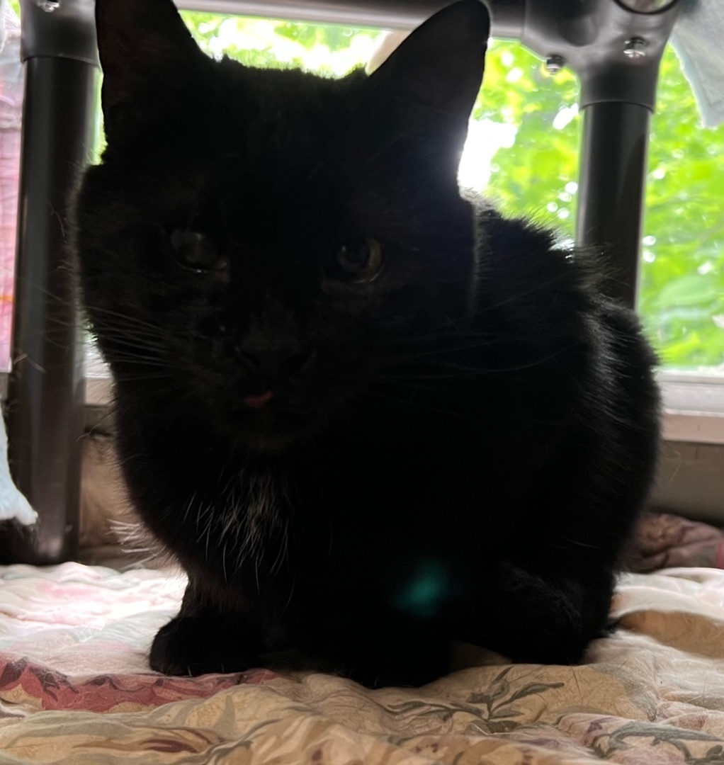 Shania Twainnn - special needs, a Adoptable American Shorthair in Yellville, AR image 3/6