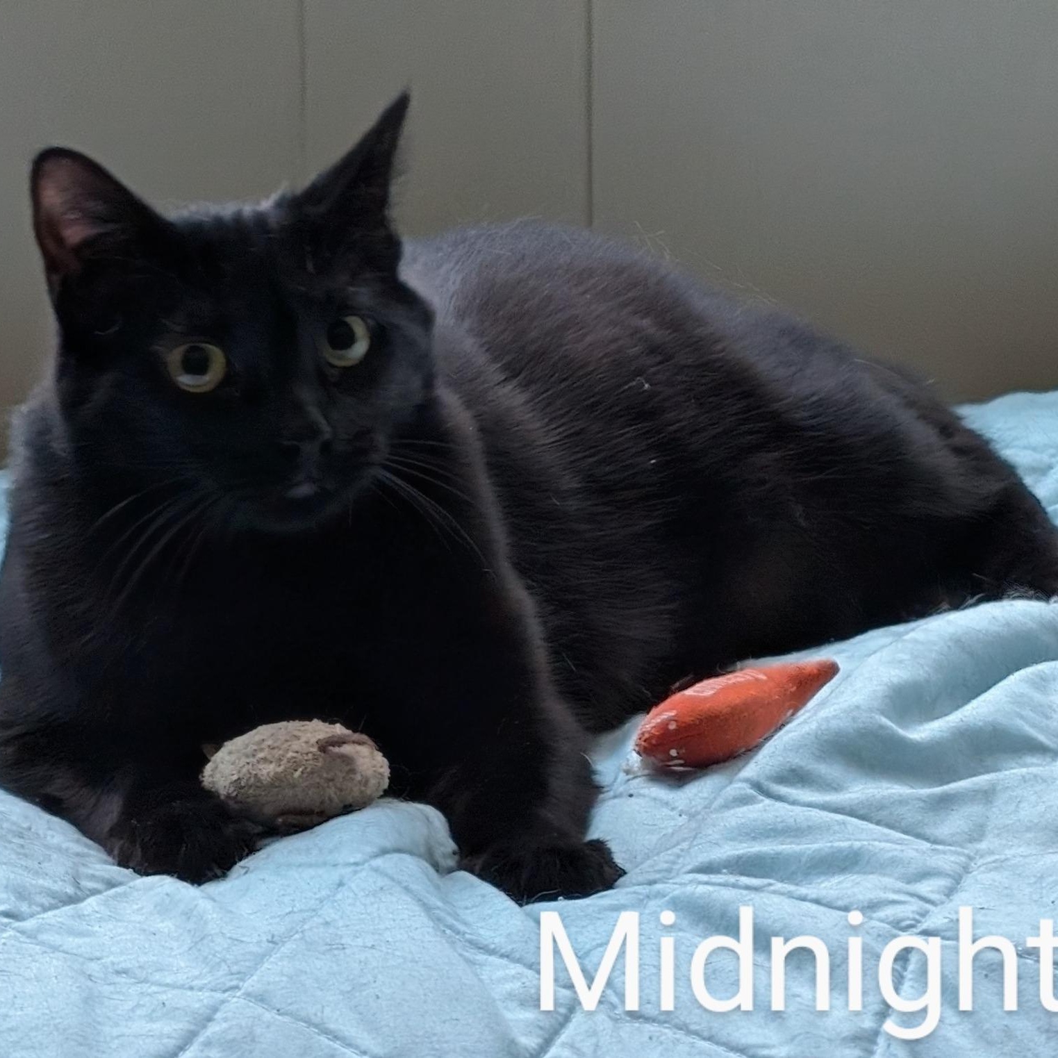 Midnight, Adult Female Bombay