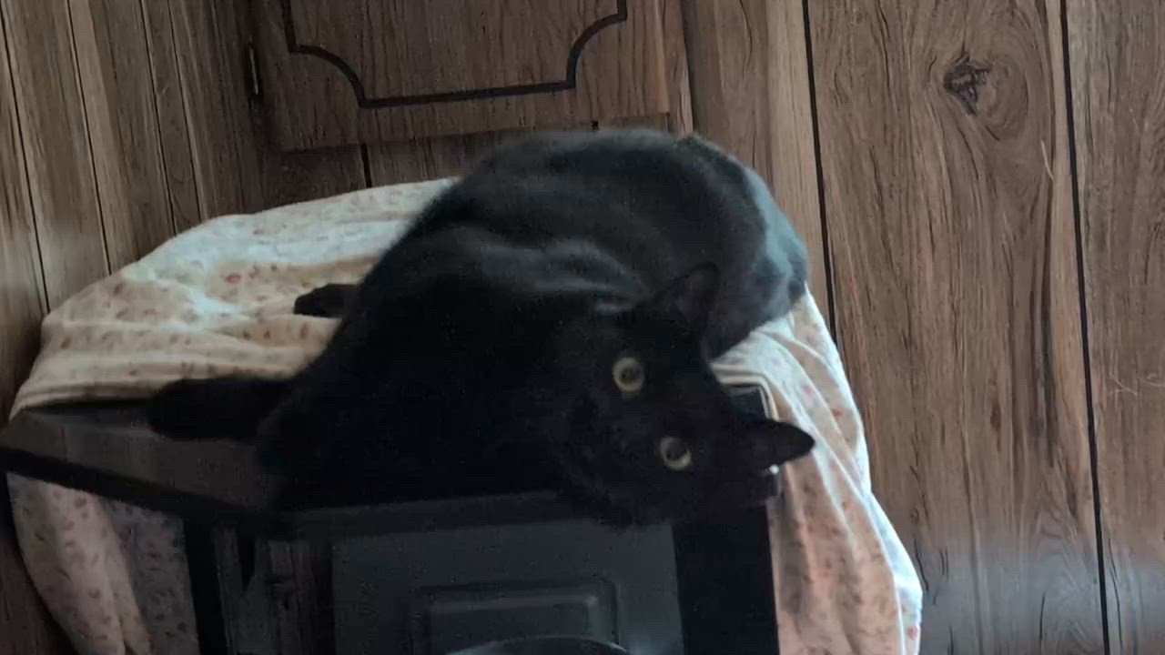 Enlarge Midnight, a Adoptable mixed breed in Libby, MT video 4/4