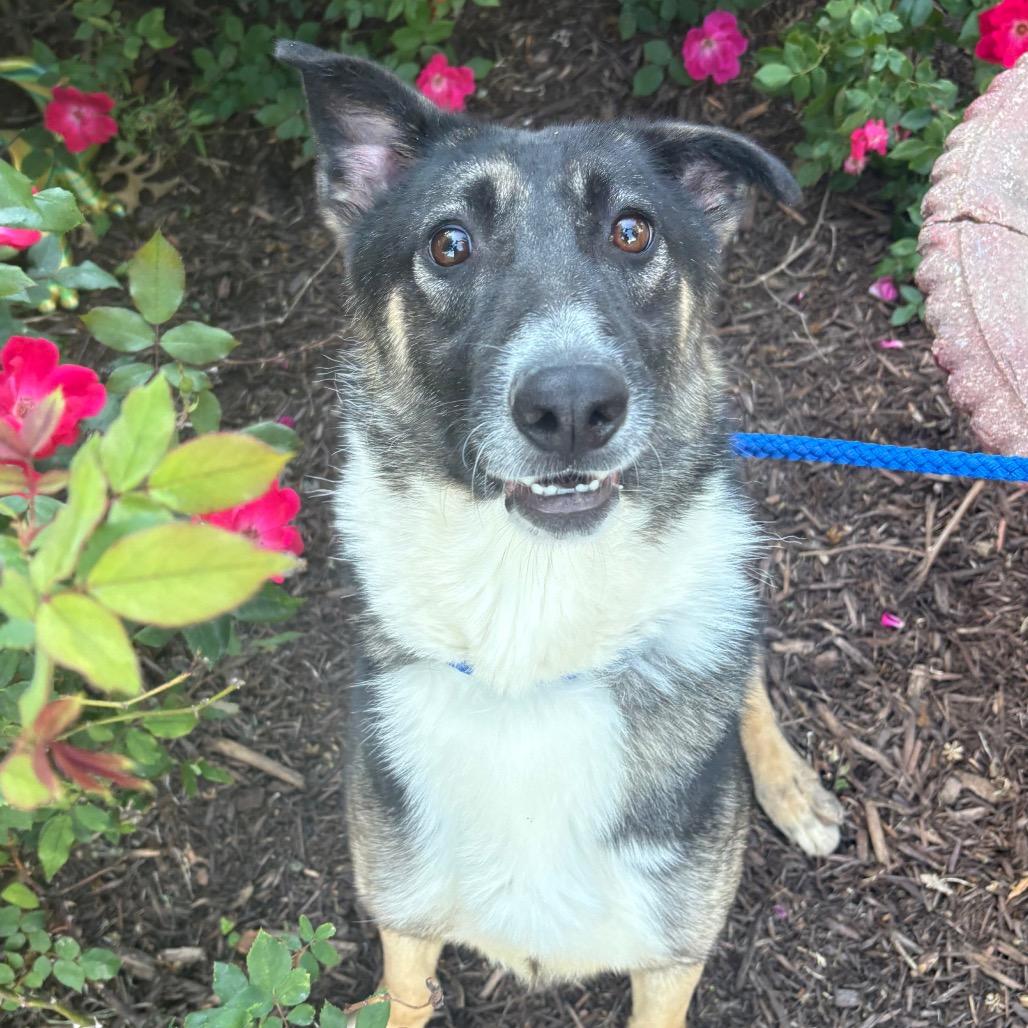 Moon Chi Chi, a Adoptable mixed breed in Windsor, VA image 1/6