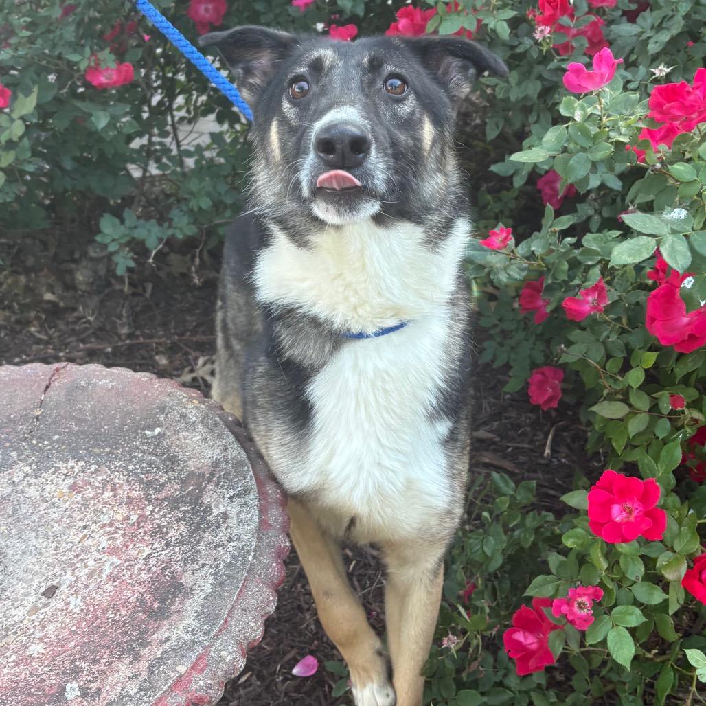Moon Chi Chi, a Adoptable mixed breed in Windsor, VA image 2/6