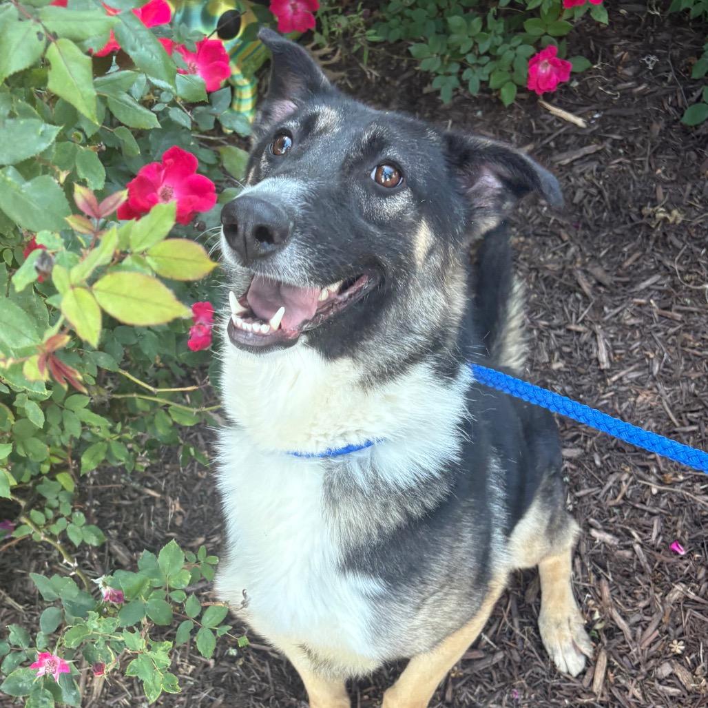 Moon Chi Chi, a Adoptable mixed breed in Windsor, VA image 3/6