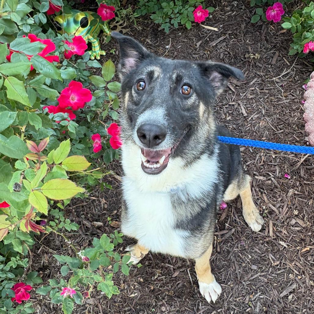 Moon Chi Chi, a Adoptable mixed breed in Windsor, VA image 4/6