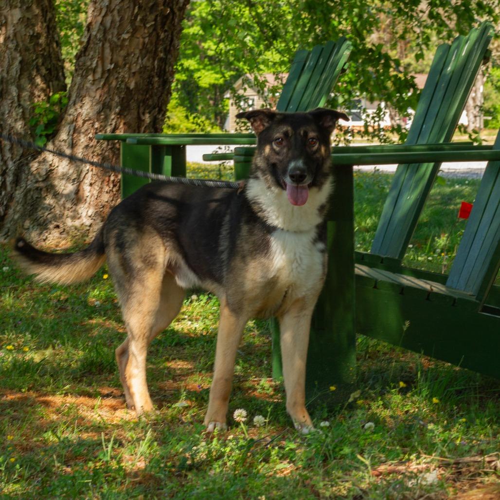 Moon Chi Chi, a Adoptable mixed breed in Windsor, VA image 5/6