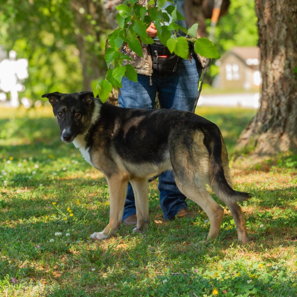 Moon Chi Chi, a Adoptable mixed breed in Windsor, VA image 6/6