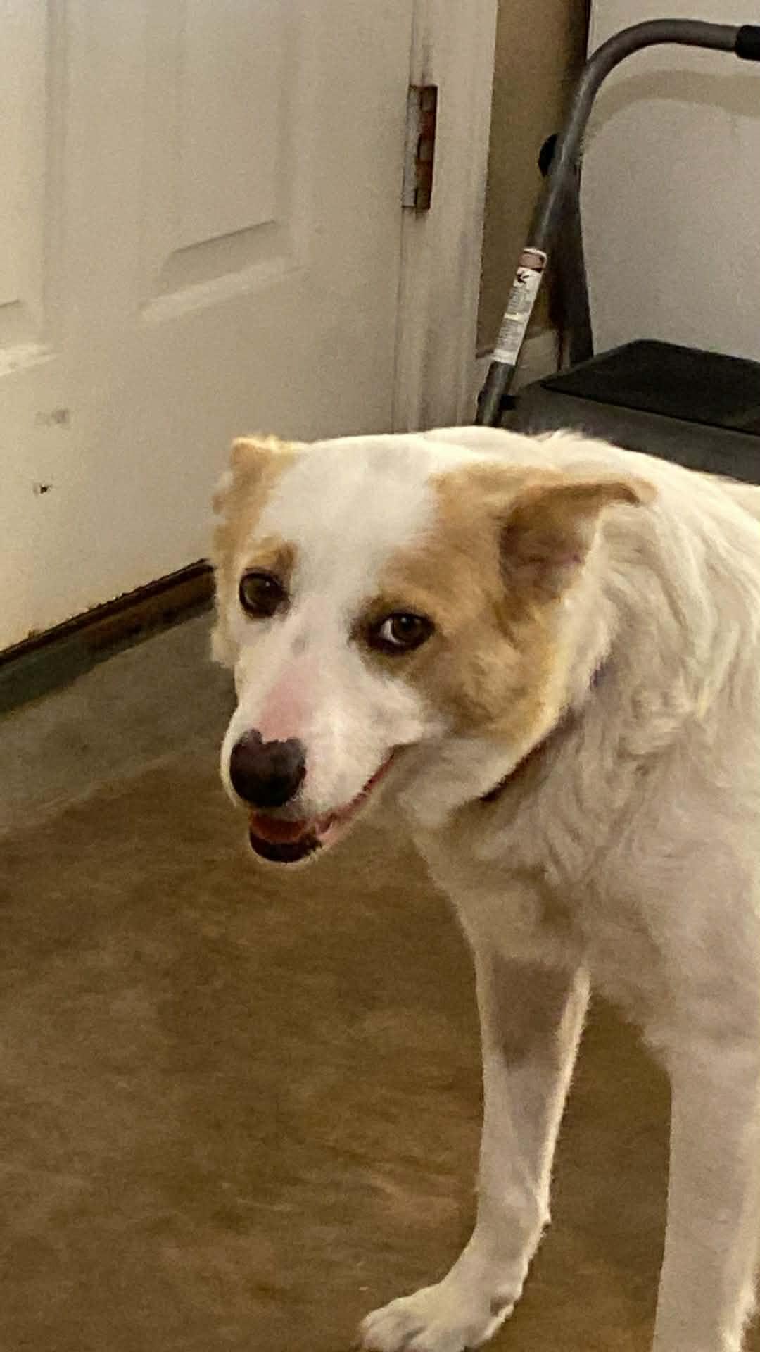 Enlarge Jessica , a ADOPTABLE mixed breed in Boston, MA image 2/3