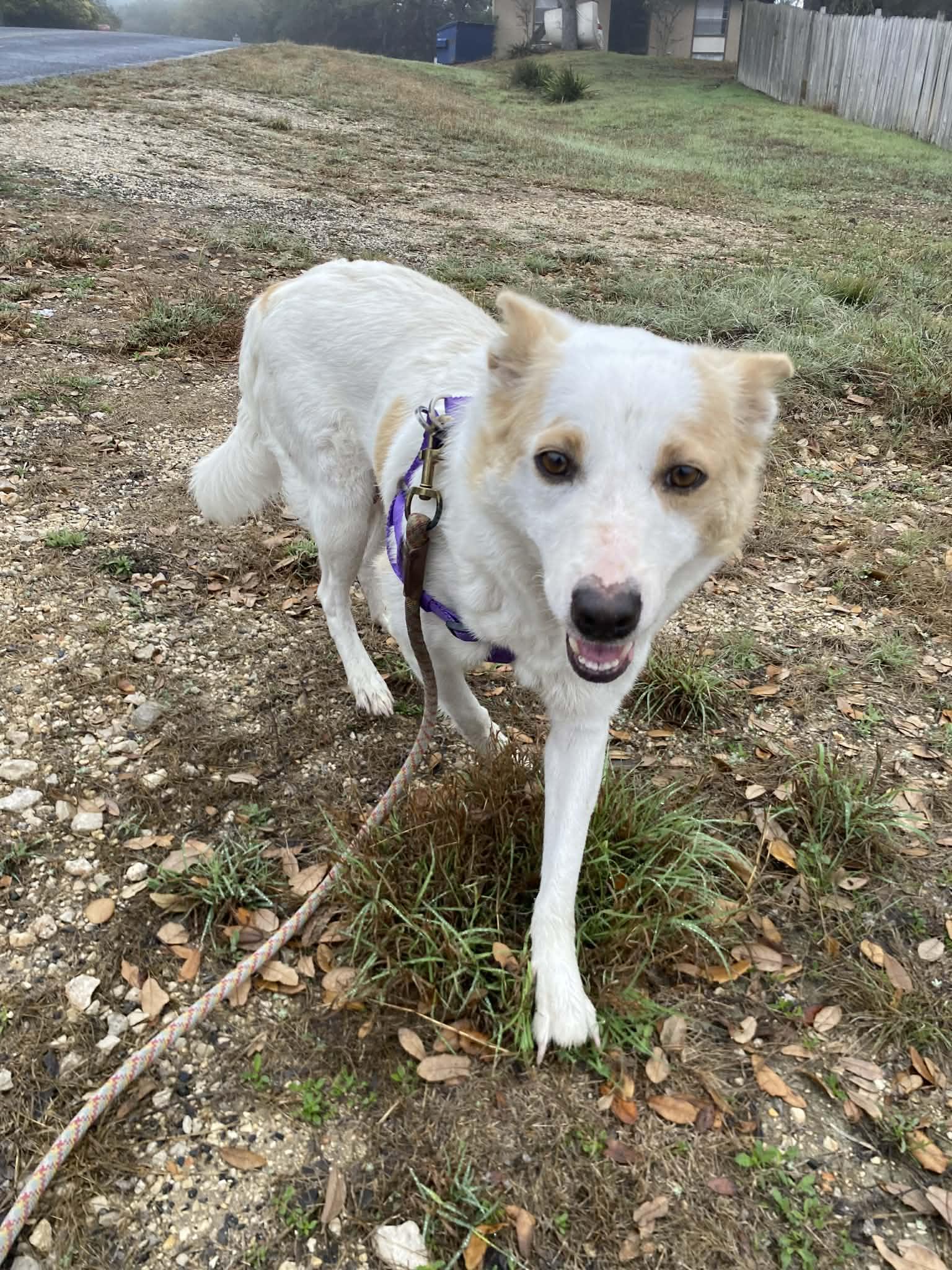 Enlarge Jessica , a ADOPTABLE mixed breed in Boston, MA image 3/3