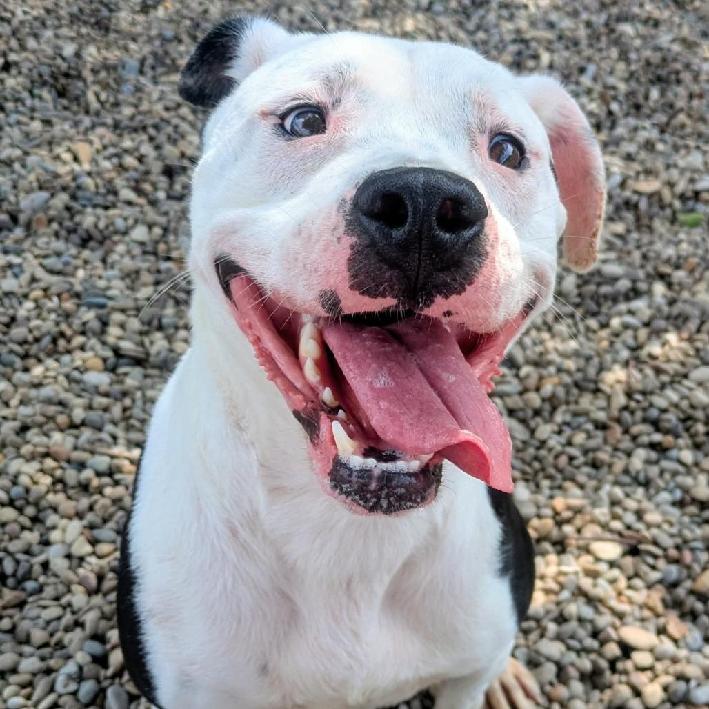 Morty, Adoptable, Adult Male Mixed Breed.