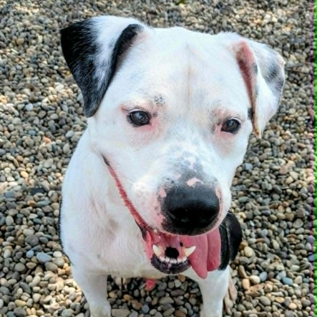 Enlarge Morty, a Adoptable Mixed Breed in Jeffersonville, IN image 2/3