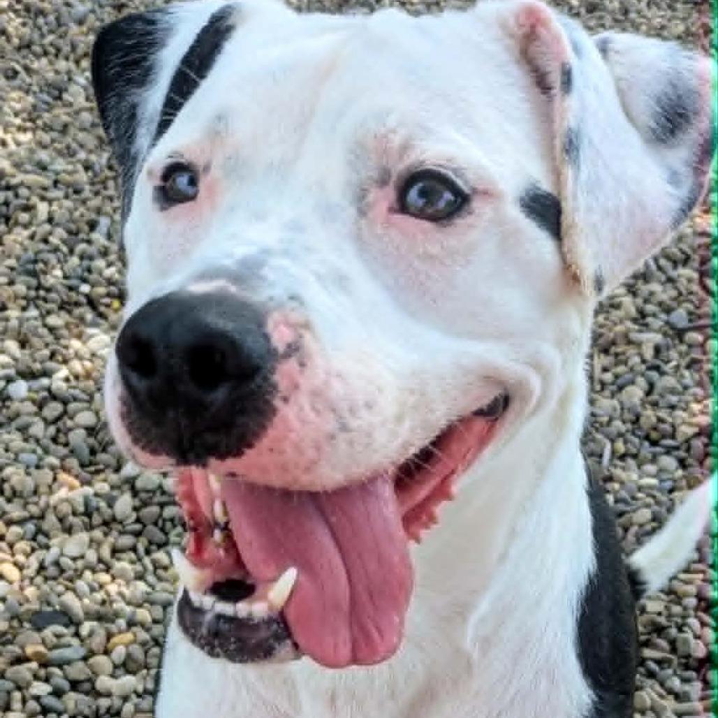 Enlarge Morty, a Adoptable Mixed Breed in Jeffersonville, IN image 3/3