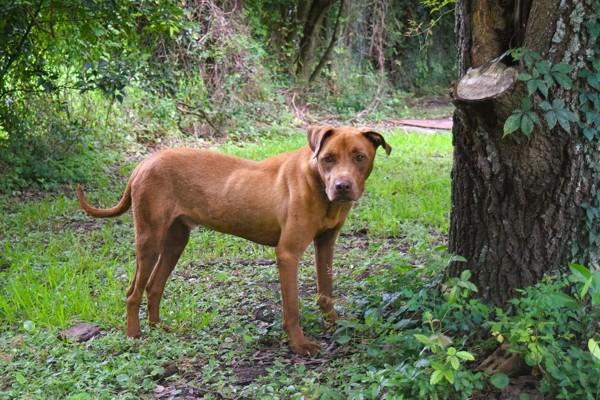 Enlarge Ace (Bronco), a Adoptable mixed breed in Mobile, AL image 1/6