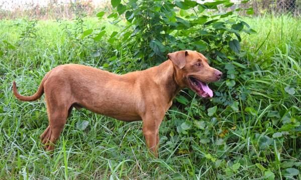 Ace (Bronco), Adoptable, Adult Male Labrador Retriever & Labrador Retriever.