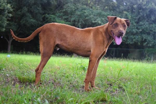 Enlarge Ace (Bronco), a Adoptable mixed breed in Mobile, AL image 4/6