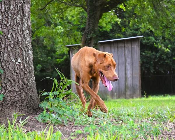 Enlarge Ace (Bronco), a Adoptable mixed breed in Mobile, AL image 5/6