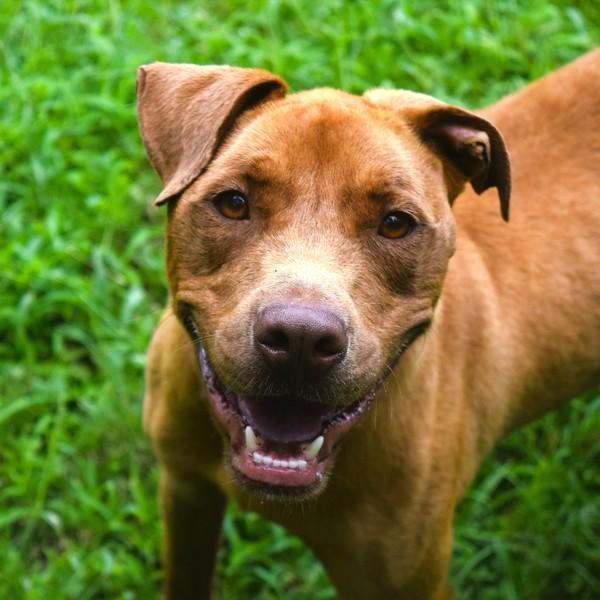 Enlarge Ace (Bronco), a Adoptable mixed breed in Mobile, AL image 6/6