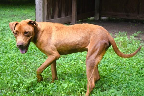 Enlarge Ace (Bronco), a Adoptable mixed breed in Mobile, AL image 6/6