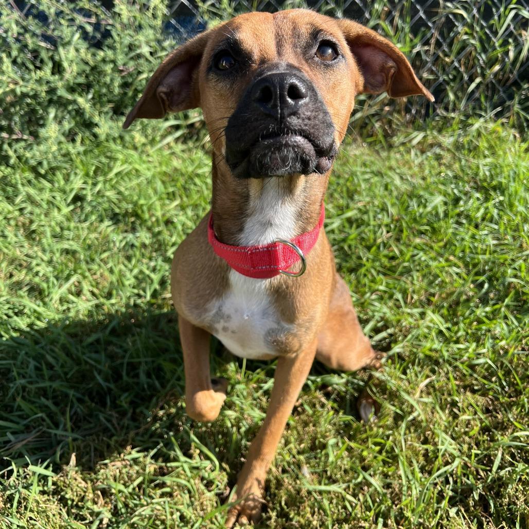 Enlarge Ruby, a Adoptable mixed breed in Wadena, MN image 2/6