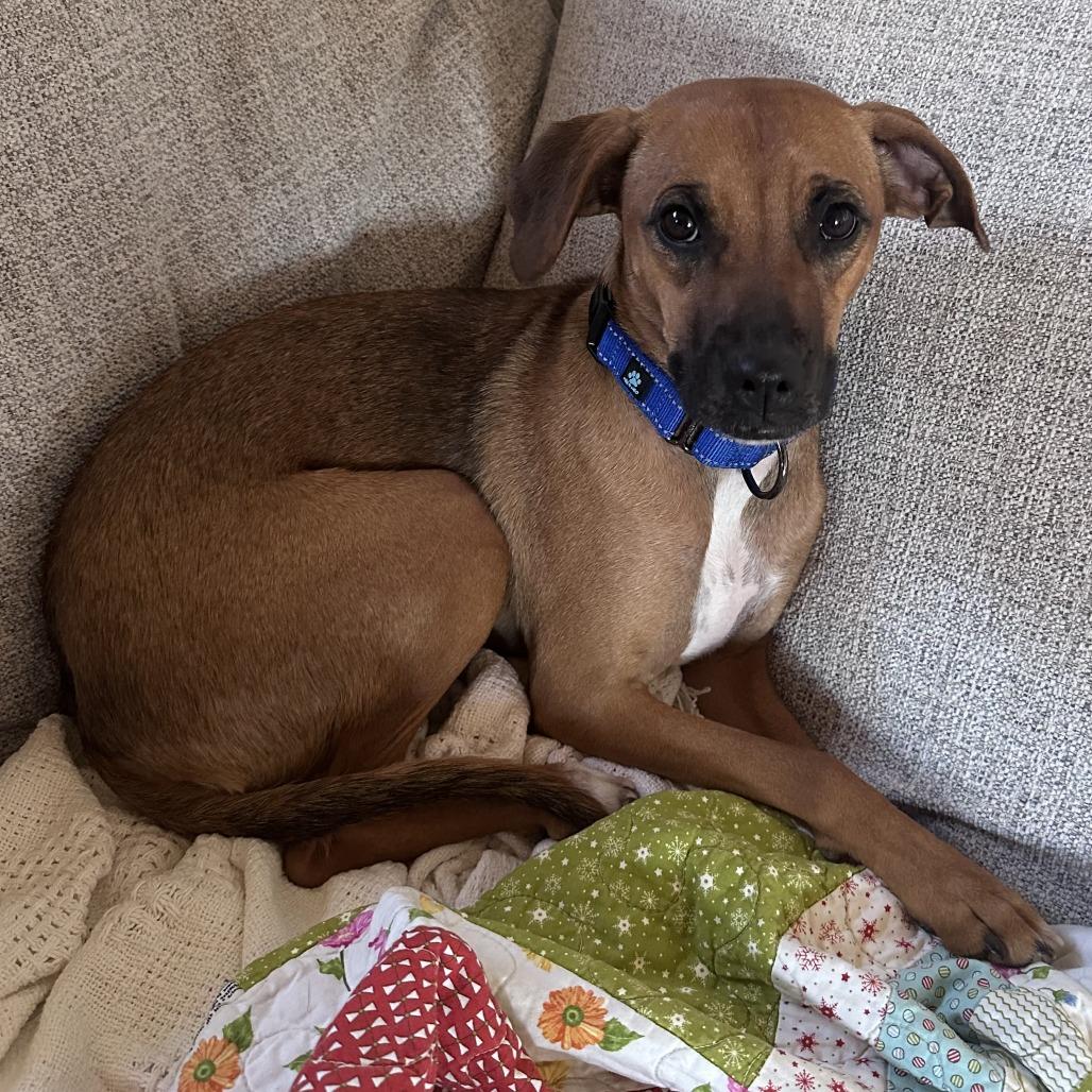 Enlarge Ruby, a Adoptable mixed breed in Wadena, MN image 3/6