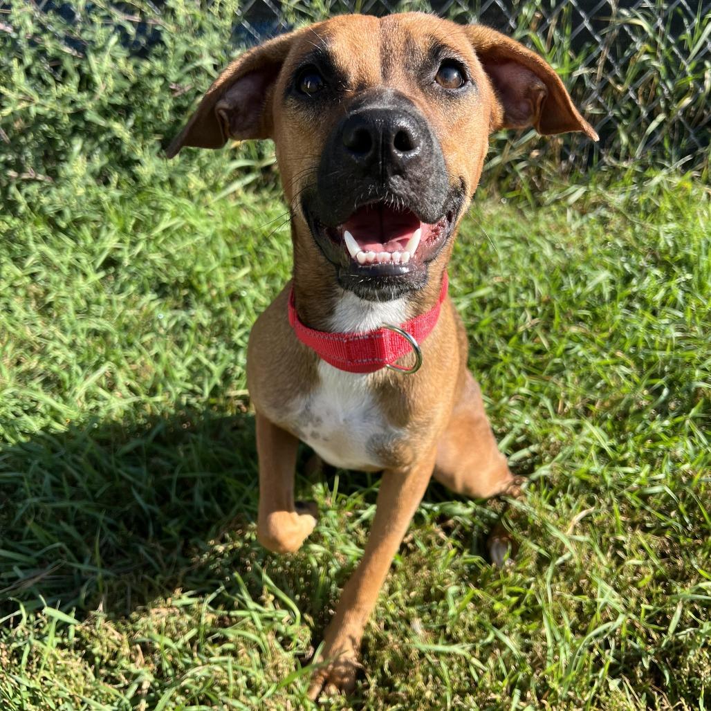 Enlarge Ruby, a Adoptable mixed breed in Wadena, MN image 4/6