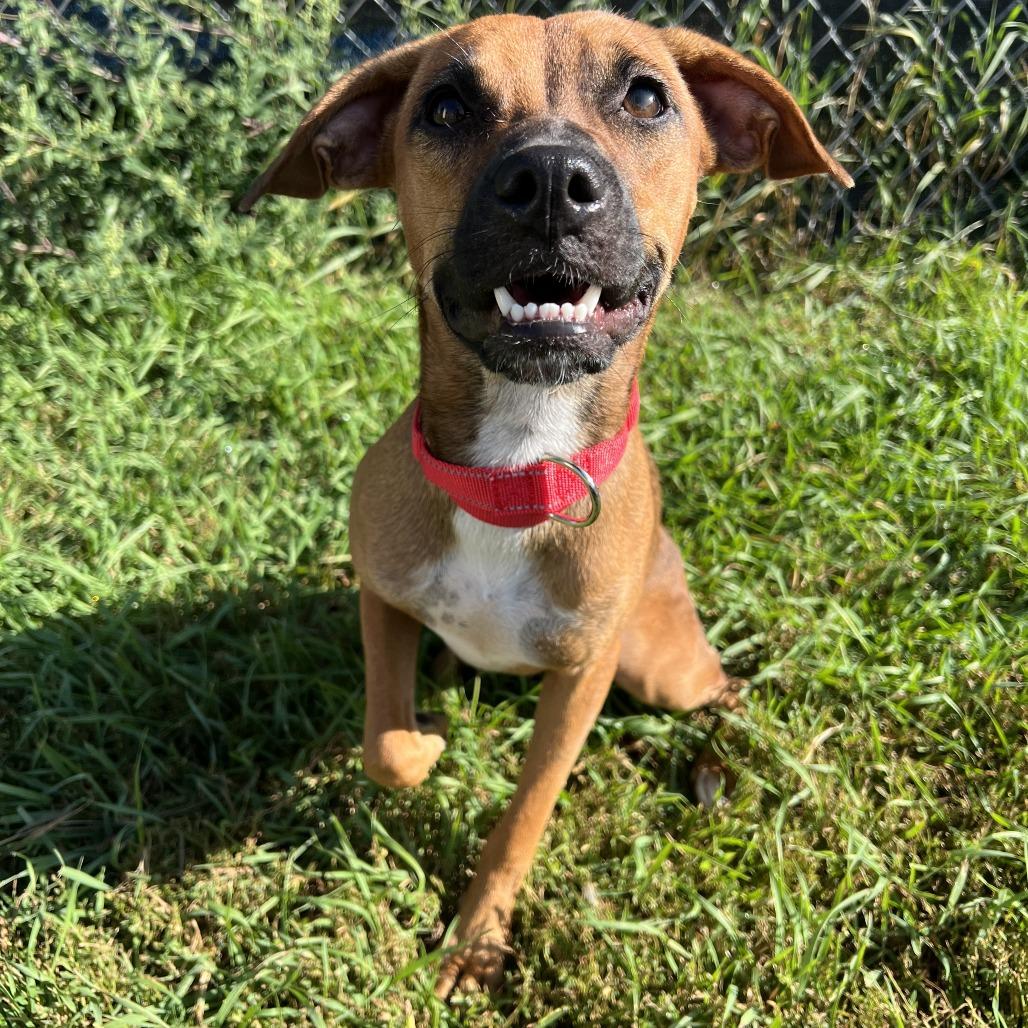 Enlarge Ruby, a Adoptable mixed breed in Wadena, MN image 5/6
