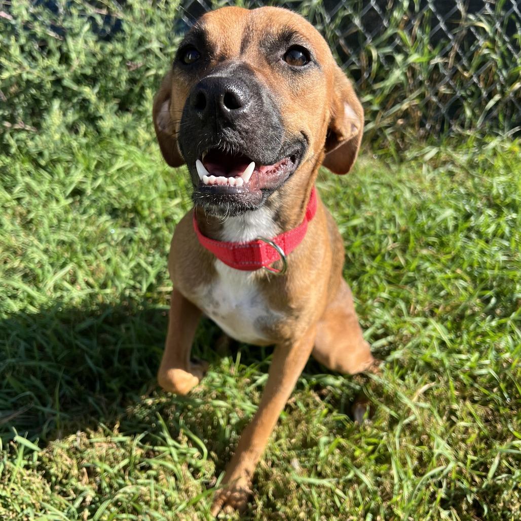 Enlarge Ruby, a Adoptable mixed breed in Wadena, MN image 6/6