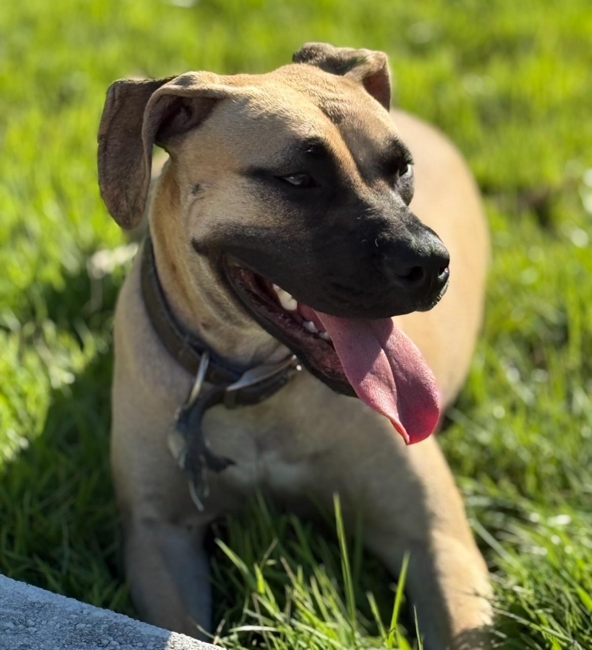 Glinda, Adult Female Black Mouth Cur