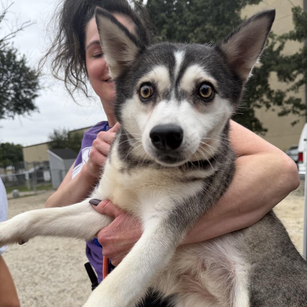 Enlarge Pea Pod, a Adoptable Klee Kai in Northbrook, IL image 1/2