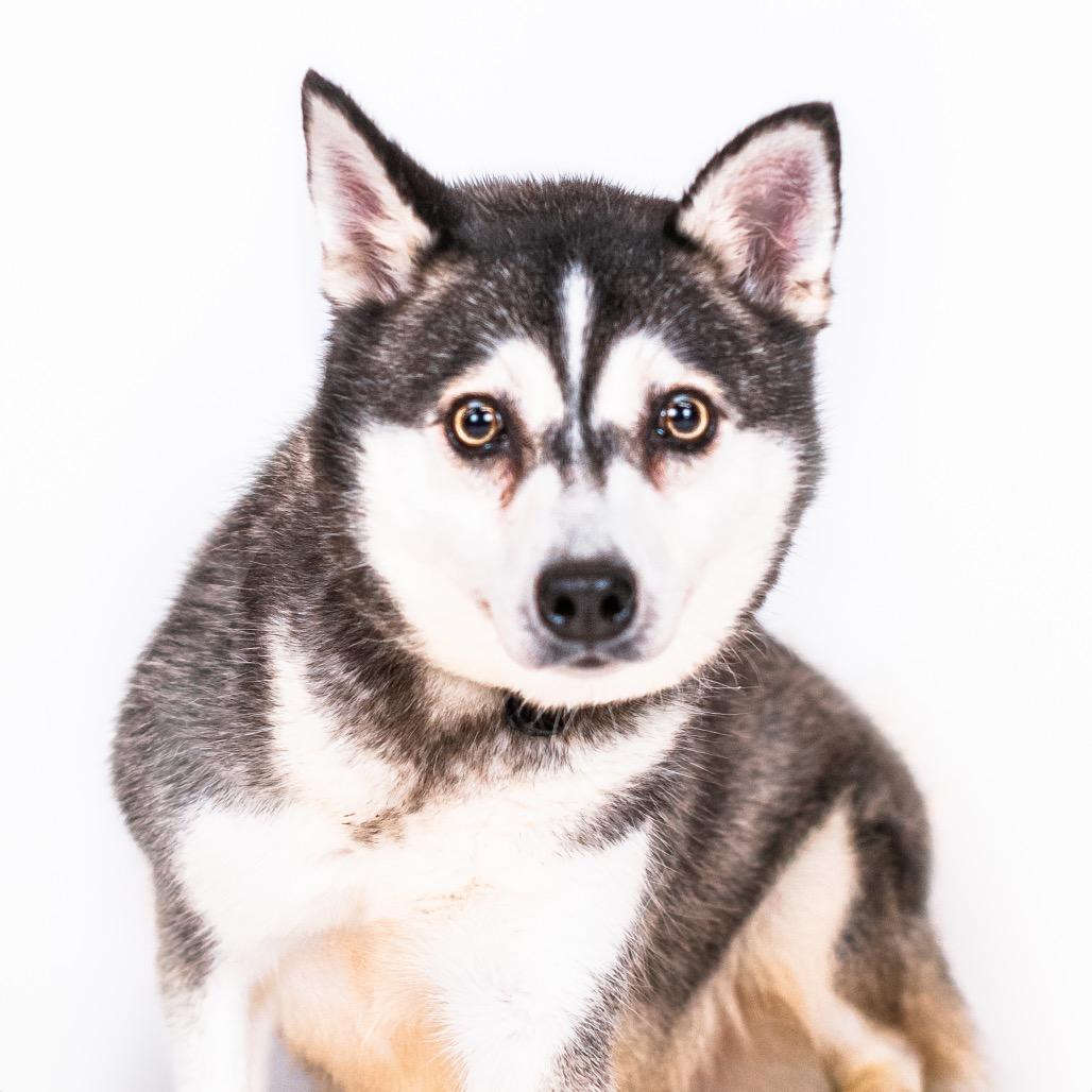 Enlarge Pea Pod, a Adoptable Klee Kai in Northbrook, IL image 2/2