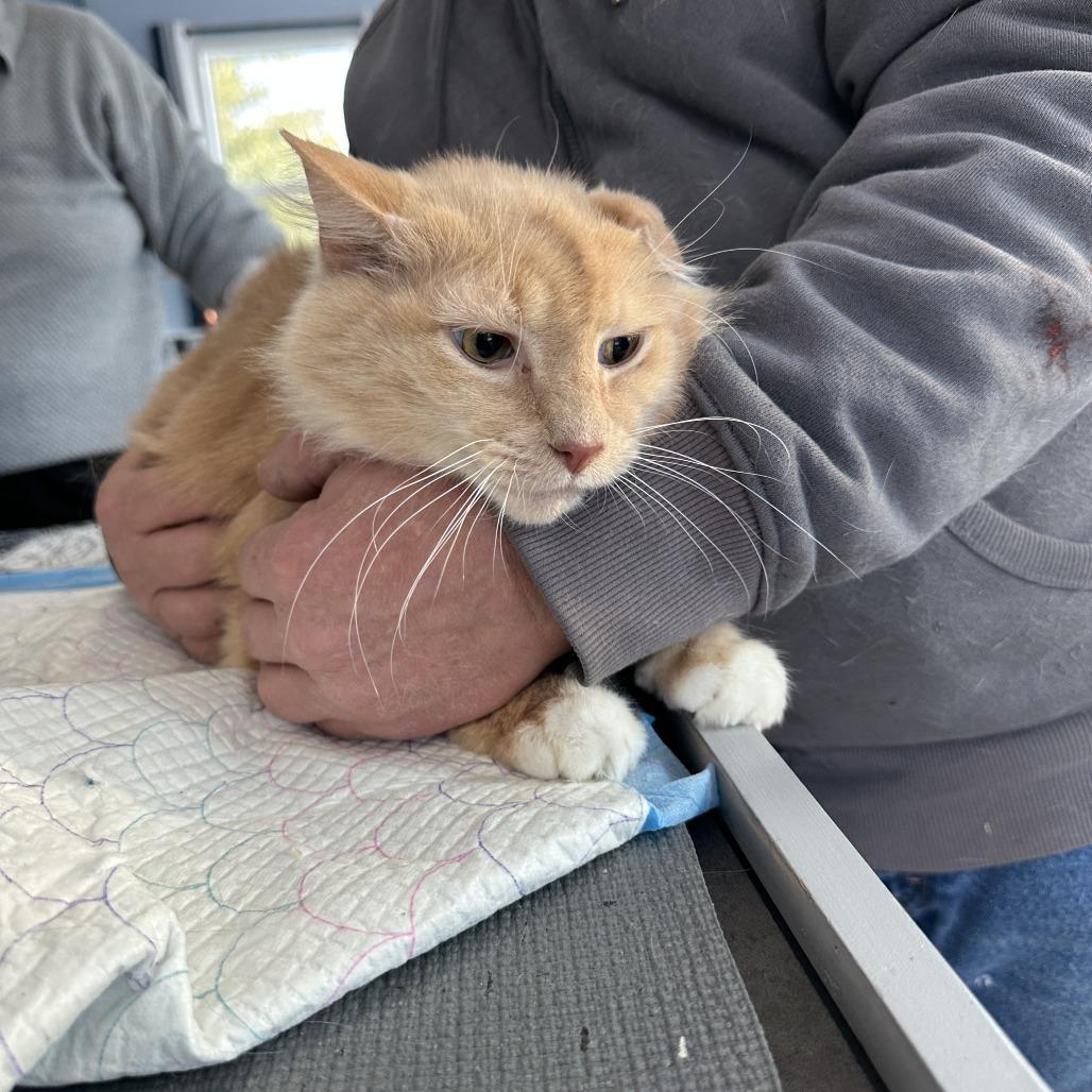Enlarge Olivia Estep, a Adoptable Domestic Short Hair in Woodstock, VA image 1/5