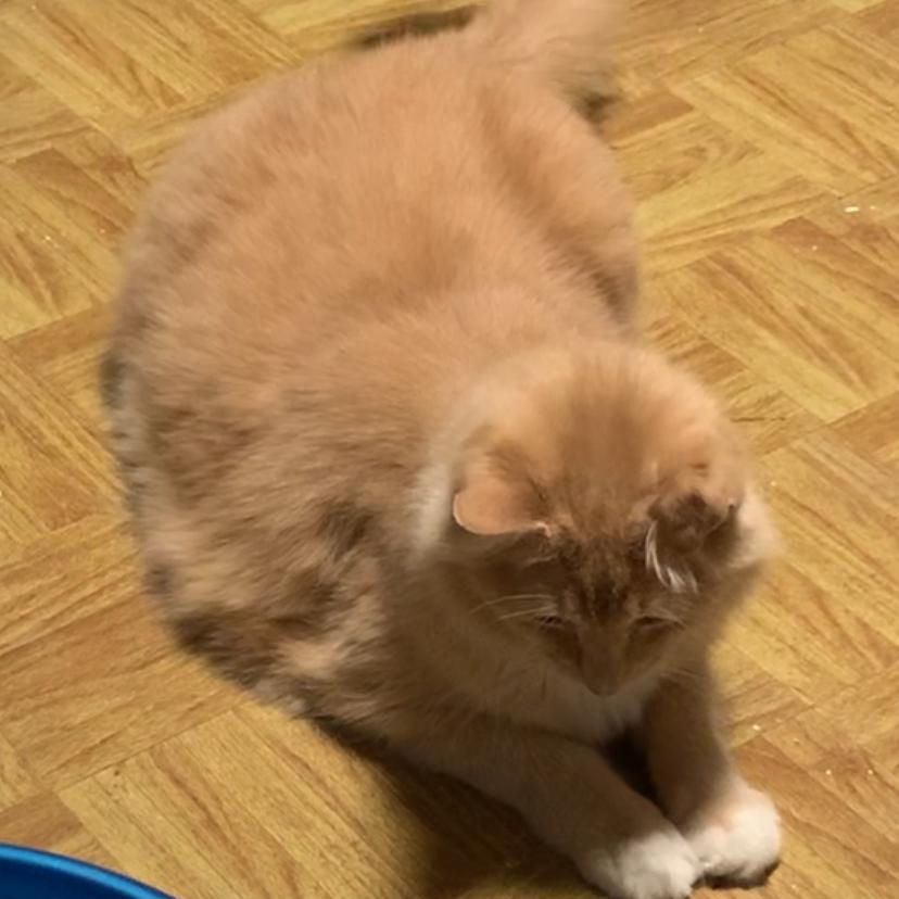 Olivia Estep — thumbnail 4