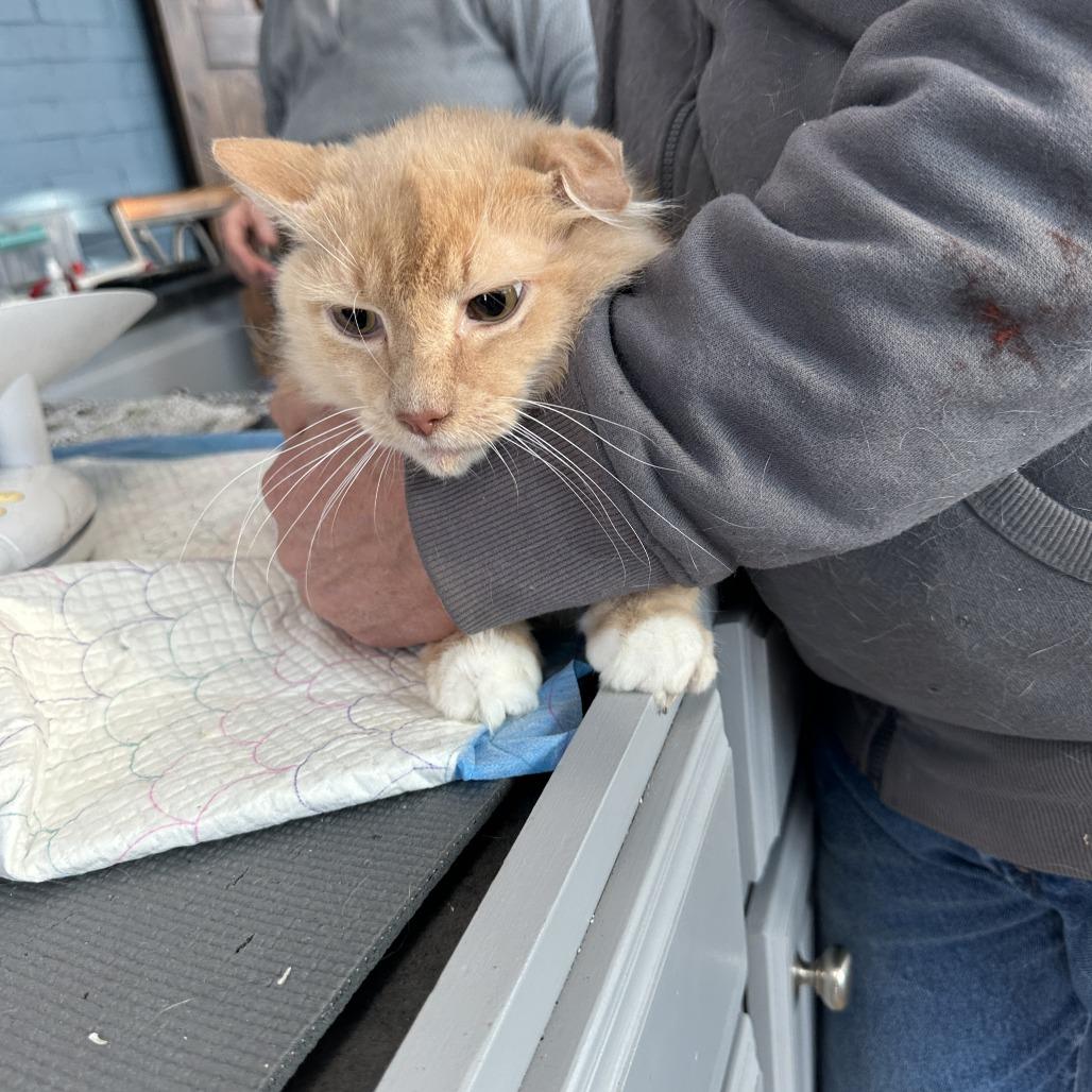 Enlarge Olivia Estep, a Adoptable Domestic Short Hair in Woodstock, VA image 5/5