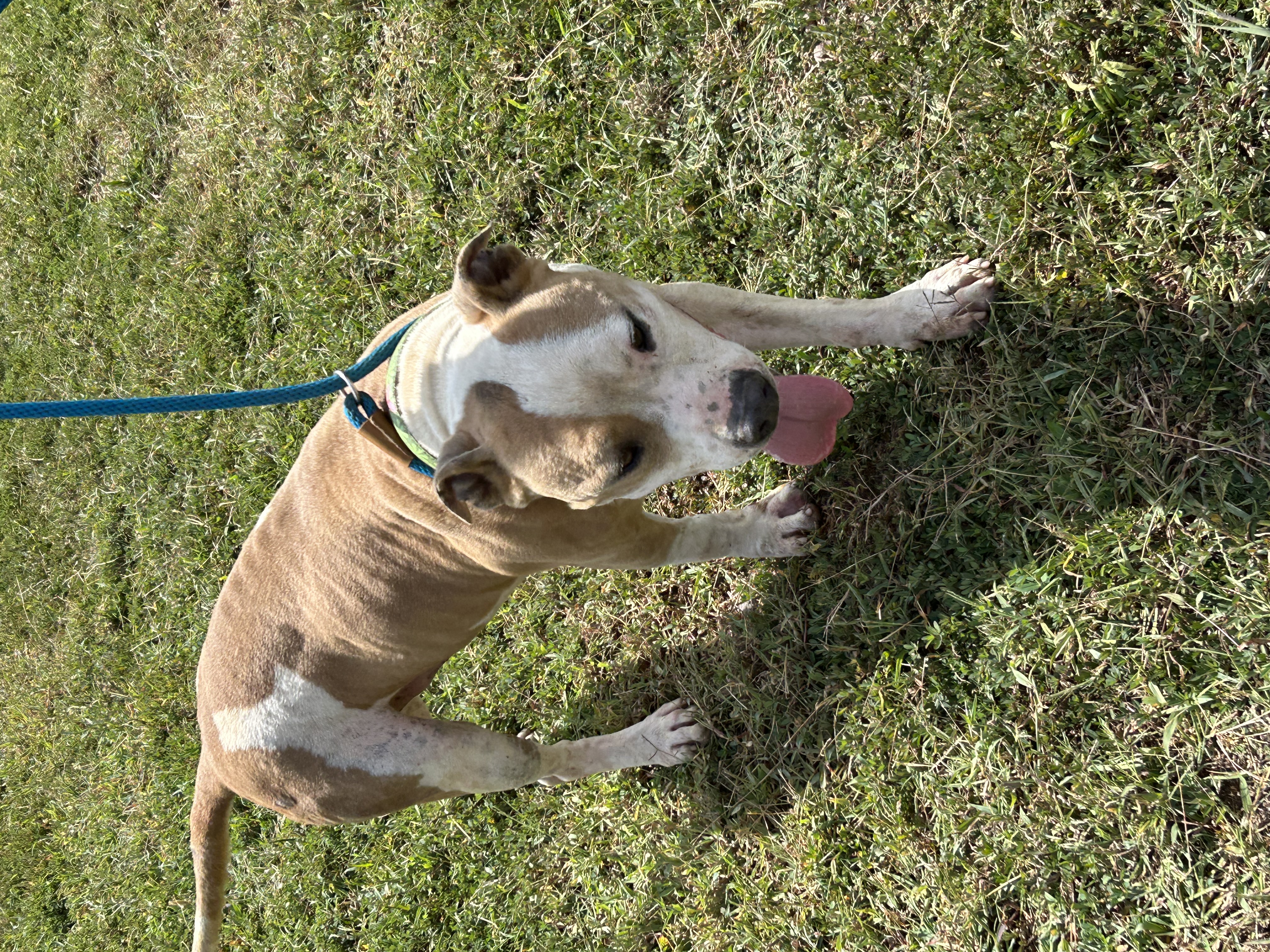 Jake, Adoptable, Adult Male Pit Bull Terrier & Labrador Retriever.