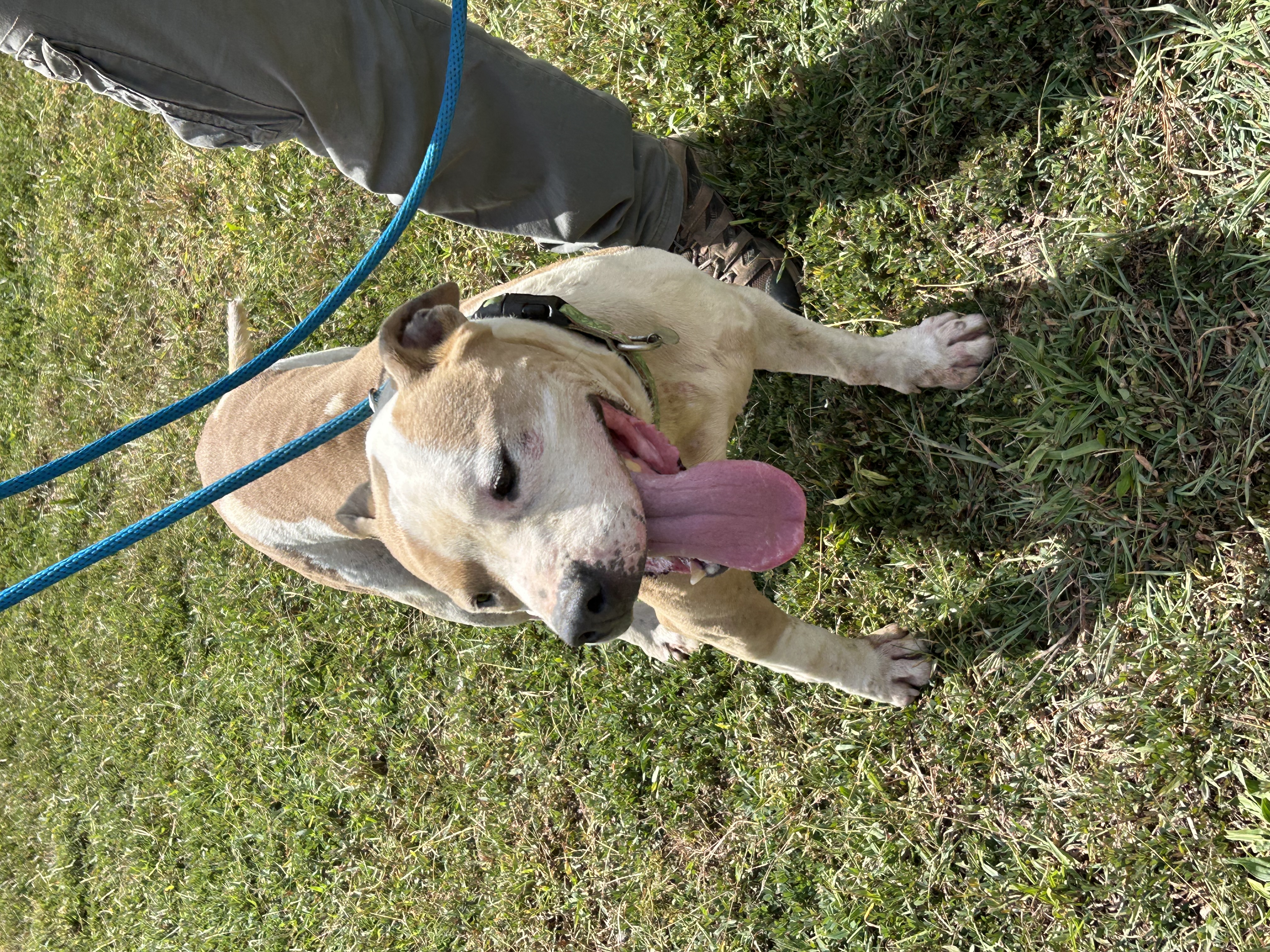 Jake, a Adoptable mixed breed in Charles City, VA image 2/5