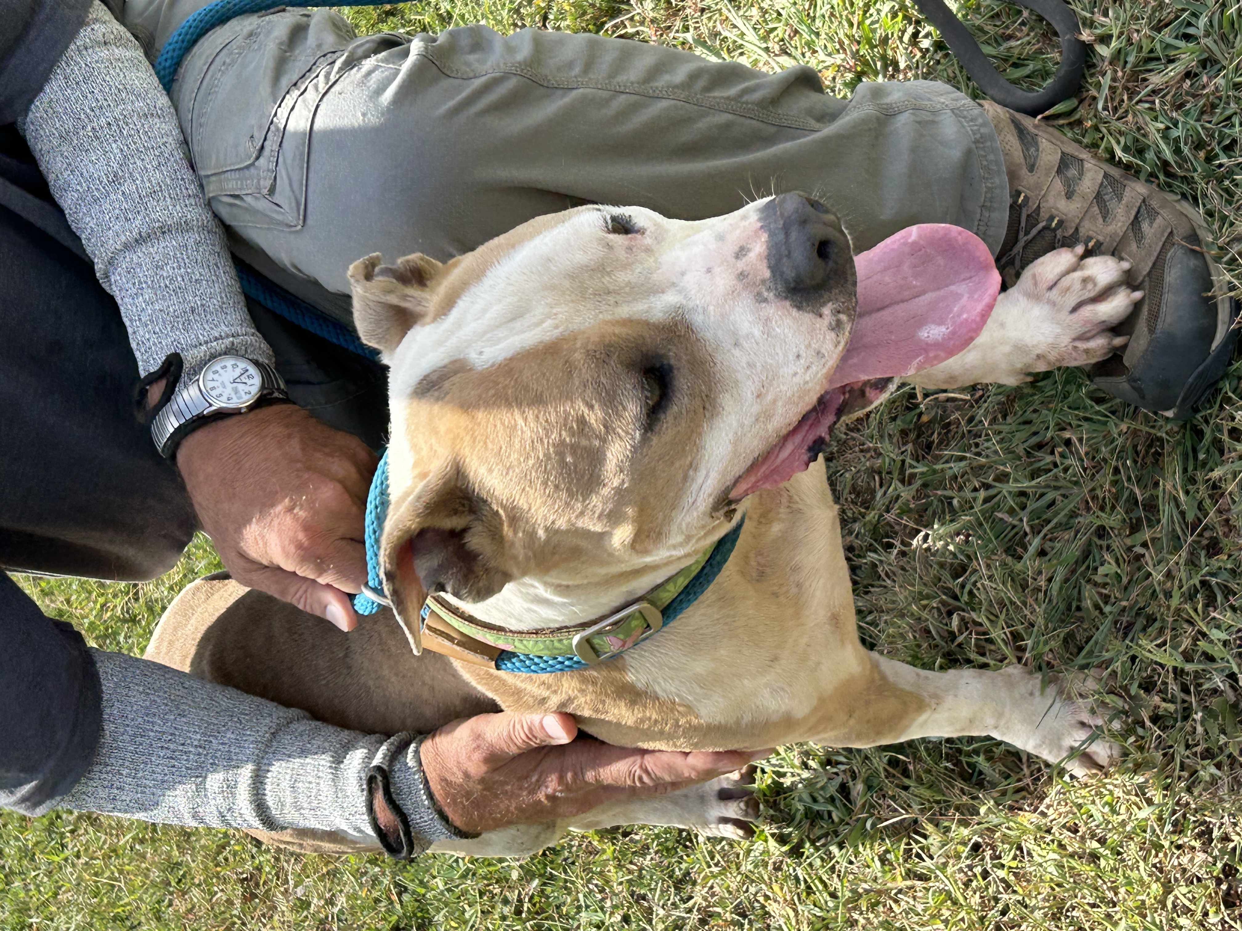 Jake, a Adoptable mixed breed in Charles City, VA image 3/5