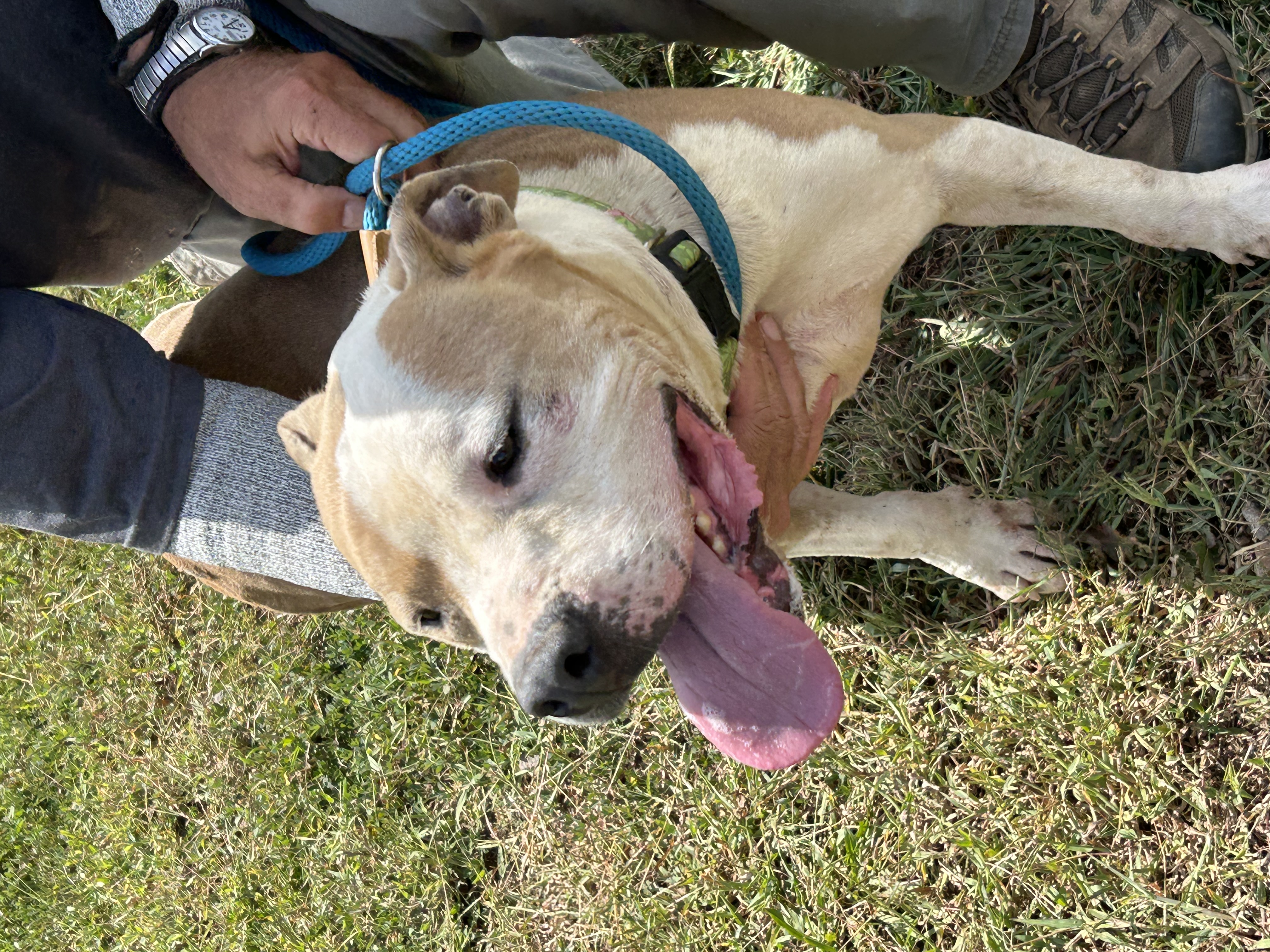 Jake, a Adoptable mixed breed in Charles City, VA image 4/5