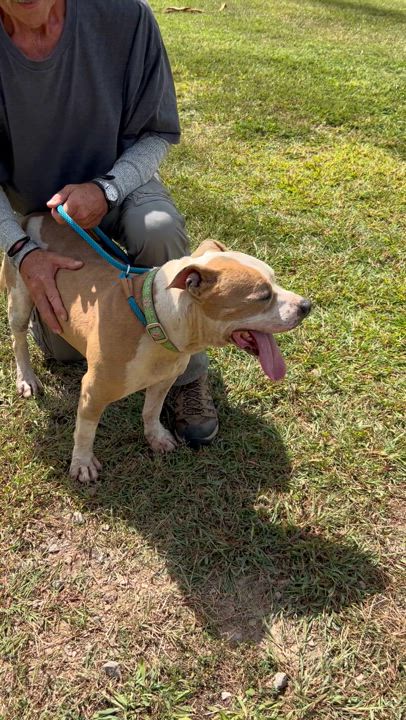 Enlarge Jake, a Adoptable mixed breed in Charles City, VA video 5/5