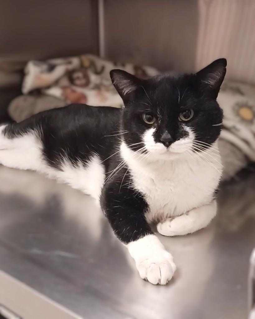 Turkey, Adoptable, Adult Male Domestic Short Hair.