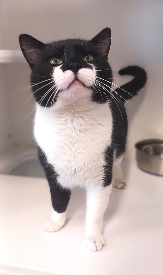 Enlarge Turkey, a Adoptable mixed breed in Prairie du Chien, WI image 2/3