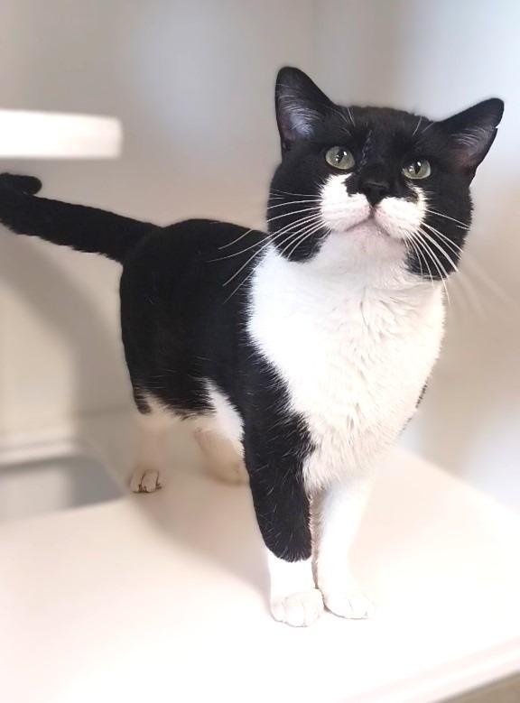 Enlarge Turkey, a Adoptable mixed breed in Prairie du Chien, WI image 3/3