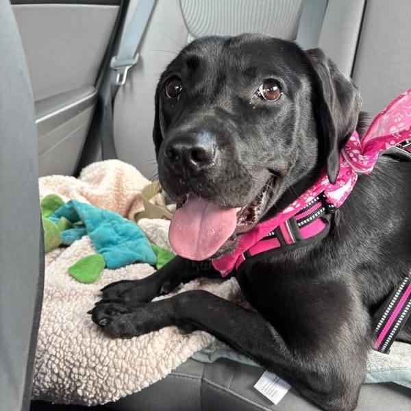 Nebula, Adoptable, Young Female Mastiff & Retriever.