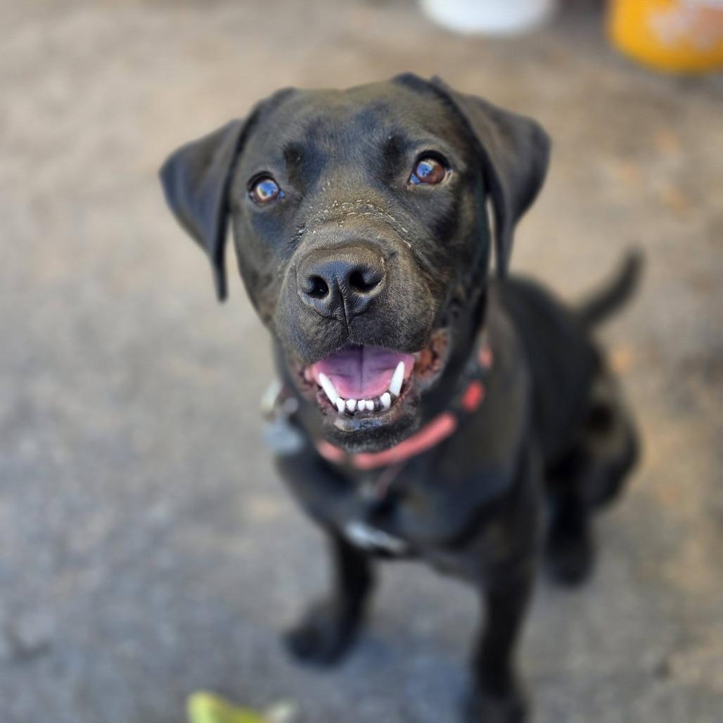 Enlarge Nebula, a Adoptable mixed breed in Quakertown, PA image 3/6